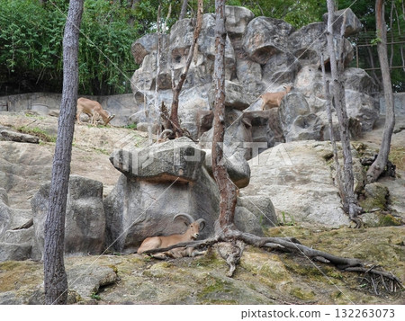 Antelopes Resting and Grazing in a Rocky Zoo Enclosure with Trees and Greenery 132263073