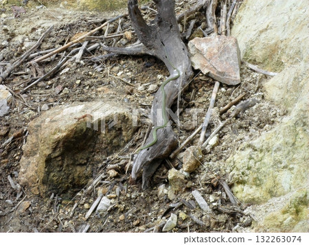 Green Snake on the Ground in a Zoo Enclosure with Rocks and Twigs 132263074