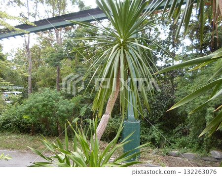 Tall Palm Tree Near a Zoo Pathway with a Green Structure and Dense Foliage 132263076