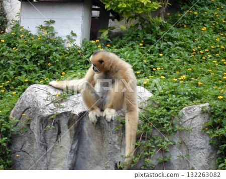 Gibbon Sitting on a Rock in a Zoo Enclosure with Greenery and Yellow Flowers Gibbon Sitting on a Rock in a Zoo Enclosure with Greenery and Yellow Flowers 132263082