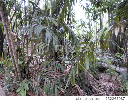 A Lush Bamboo Jungle with a Wooden Bridge Amid Dense Tropical Foliage 132263087