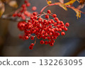 鮮紅色的花楸果 132263095