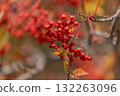 鮮紅色的花楸果 132263096