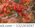 鮮紅色的花楸果 132263097