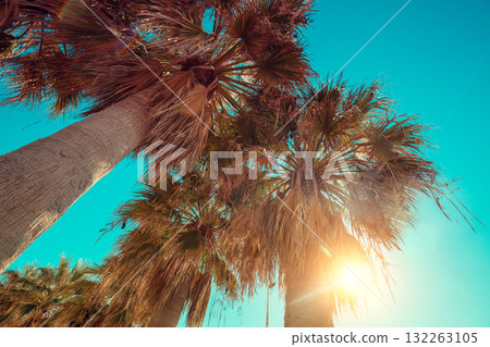 Palm trees against the blue sky. Palm plantation. Tropical landscape. Beautiful tropical nature Palm trees against the blue sky. Palm plantation. Tropical landscape. Beautiful tropical nature 132263105