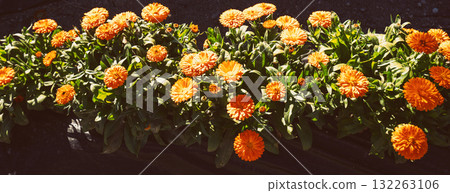 Flowering calendula flowers on a sunny day. Floral nature background. Horizontal banner Flowering calendula flowers on a sunny day. Floral nature background. Horizontal banner 132263106