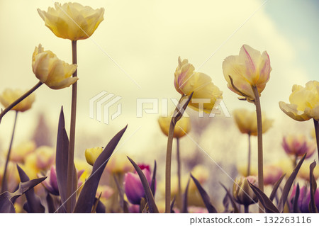 Tulips field in the spring. Yellow tulips blooming against the sky. Floral nature background Tulips field in the spring. Yellow tulips blooming against the sky. Floral nature background 132263116