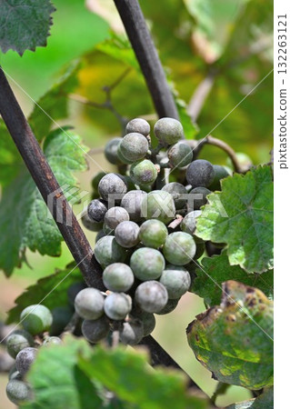 Winery grapes (Niigata Prefecture) 132263121