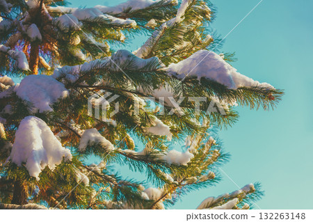 Snow-covered pine branch against a blue sky 132263148