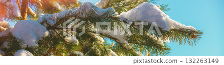 Pine branch covered with snow. Horizontal banner 132263149