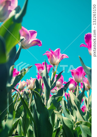 Field of tulips in spring. Pink-yellow blooming tulips against a blue sky. Floral nature background Field of tulips in spring. Pink-yellow blooming tulips against a blue sky. Floral nature background 132263150