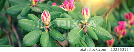 Blooming azalea flowers in a garden. Spring tropical nature background. Horizontal banner Blooming azalea flowers in a garden. Spring tropical nature background. Horizontal banner 132263154