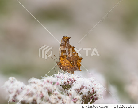 A northern admiral butterfly disguised as a dead leaf A northern admiral butterfly disguised as a dead leaf 132263193