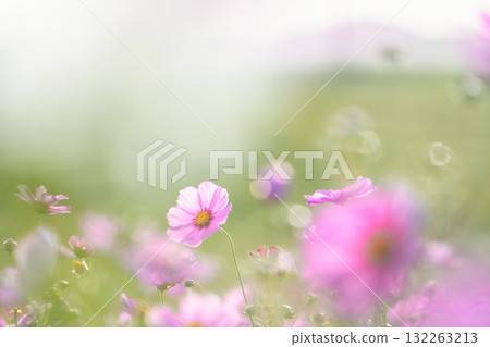 Pink cosmos with a fantastical soft light and bokeh 132263213