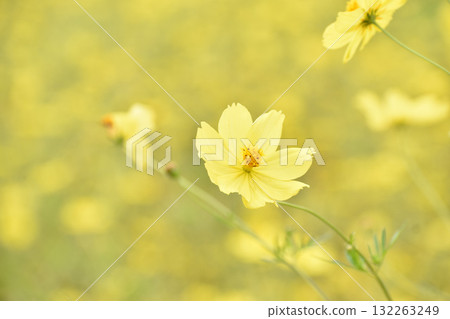 Bright yellow cosmos Bright yellow cosmos 132263249