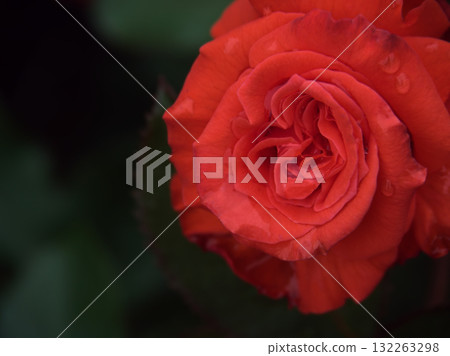 "Sankha" red roses bloom beautifully in June "Sankha" red roses bloom beautifully in June 132263298
