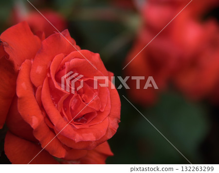 "Sankha" red roses bloom beautifully in June "Sankha" red roses bloom beautifully in June 132263299