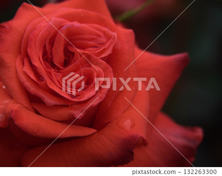 "Sankha" red roses bloom beautifully in June 132263300