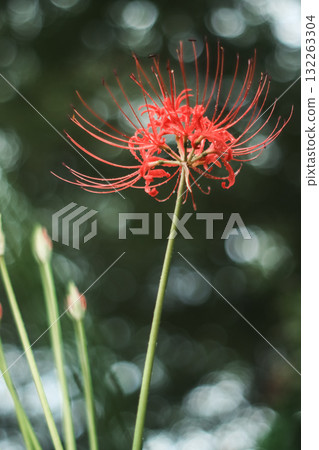 Cluster amaryllis 132263304