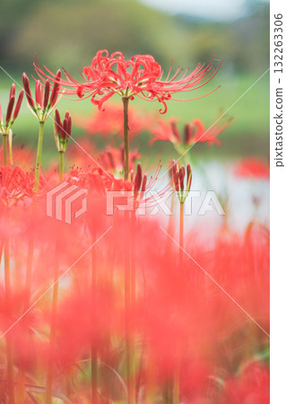 Cluster amaryllis Cluster amaryllis 132263306