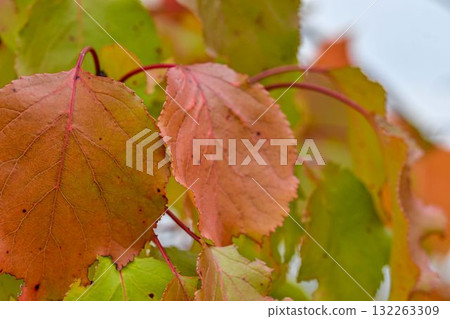 View of fall-colored leaves on a tree. Fall colors on trees. Fall colors on foliage. Macro image, close-up. Full-color background and wallpaper. Concept of fall colors and the coming winter. View of fall-colored leaves on a tree. Fall colors on trees. Fall colors on foliage. Macro image, close-up. Full-color background and wallpaper. Concept of fall colors and the coming winter. 132263309