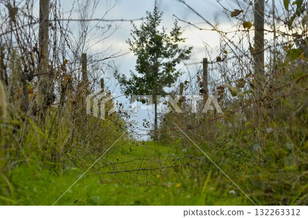 View of a rundown grapevineyard. A very badly maintained vineyard. The concept of autumn and the approaching winter. Shallow depth of field. Macro image, close-up. 132263312