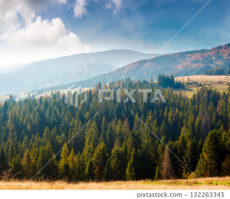 rural area of carpathian mountains in autumn. wonderful highland of ukraine in morning light observed from the hillside. meadows on rolling hills near spruce forest. transcarpathia travel destination rural area of carpathian mountains in autumn. wonderful highland of ukraine in morning light observed from the hillside. meadows on rolling hills near spruce forest. transcarpathia travel destination 132263345