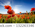 red poppy field at sunset. beautiful countryside landscape with flowers in rays of evening sun. sea of blooming poppies in summer. clouds on the blue sky. vibrant rural scene of ukraine 132263346