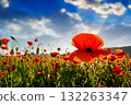 red poppy field at sunset. beautiful countryside landscape with flowers in rays of evening sun. sea of blooming poppies in summer. clouds on the blue sky. vibrant rural scene of ukraine 132263347
