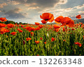 red poppy field at sunset. beautiful countryside landscape with flowers in rays of evening sun. sea of blooming poppies in summer. clouds on the blue sky. vibrant rural scene of ukraine 132263348