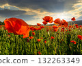 red poppy field at sunset. beautiful countryside landscape with flowers in rays of evening sun. sea of blooming poppies in summer. clouds on the blue sky. vibrant rural scene of ukraine 132263349