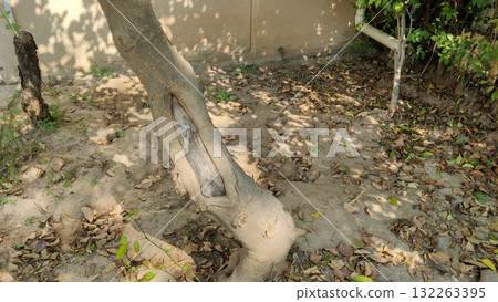 Fallen autumn leaves scattered on ground with cracked tree trunk symbolizing change of season and natural aging process Fallen autumn leaves scattered on ground with cracked tree trunk symbolizing change of season and natural aging process 132263395