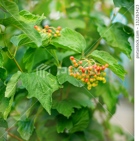 Unripe red viburnum berries in late summer. Wild guelder rose Viburnum Unripe red viburnum berries in late summer. Wild guelder rose Viburnum 132263423