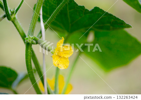 A tiny cucumber forming at the base of a yellow flower on a vine, captured in macro detail with a soft green natural background. A tiny cucumber forming at the base of a yellow flower on a vine, captured in macro detail with a soft green natural background. 132263424
