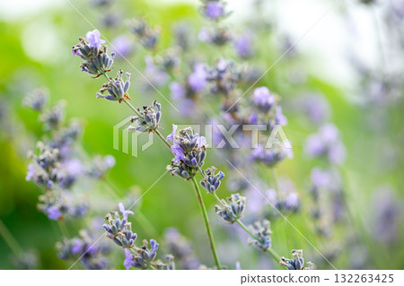 Soft purple lavender flowers blooming in a summer field with green background, evoking calmness, nature, and aromatic beauty. 132263425