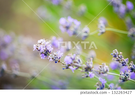 Soft purple lavender flowers blooming in a summer field with green background, evoking calmness, nature, and aromatic beauty. Soft purple lavender flowers blooming in a summer field with green background, evoking calmness, nature, and aromatic beauty. 132263427