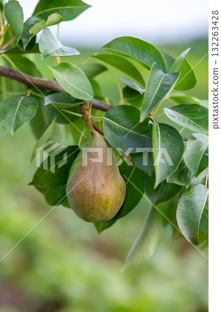 Two ripe pears hang from a tree branch surrounded by fresh green leaves, representing organic fruit harvest in summer orchard. 132263428