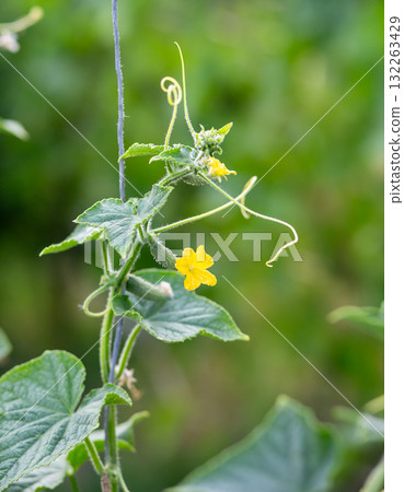A tiny cucumber forming at the base of a yellow flower on a vine A tiny cucumber forming at the base of a yellow flower on a vine 132263429