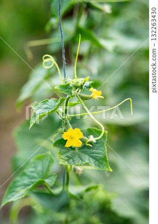A tiny cucumber forming at the base of a yellow flower on a vine, captured in macro detail with a soft green natural background. A tiny cucumber forming at the base of a yellow flower on a vine, captured in macro detail with a soft green natural background. 132263430