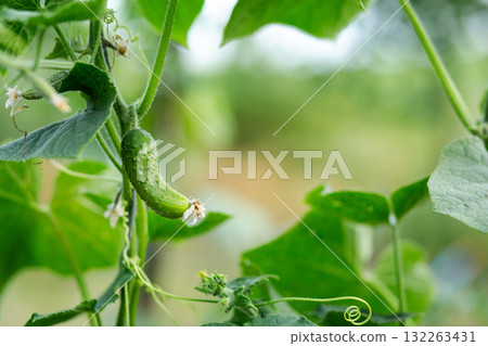 A young cucumber covered in dew grows on a healthy green vine, symbolizing freshness, organic farming, and natural vegetable growth. A young cucumber covered in dew grows on a healthy green vine, symbolizing freshness, organic farming, and natural vegetable growth. 132263431