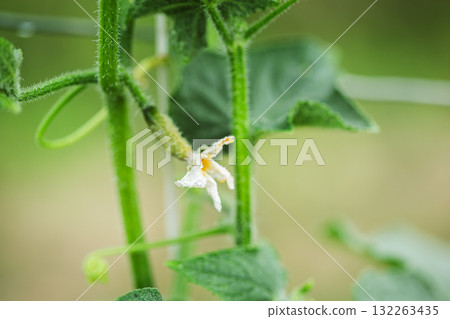 A tiny cucumber forming at the base of a yellow flower on a vine, captured in macro detail with a soft green natural background. 132263435