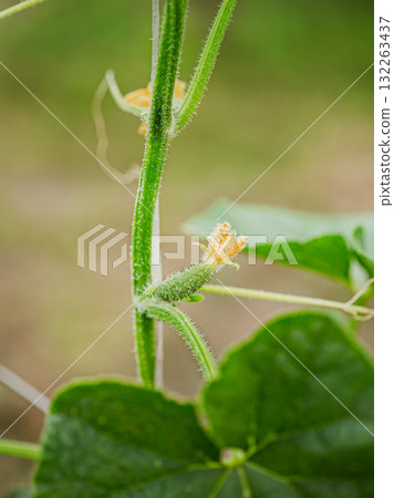 A tiny cucumber forming at the base of a yellow flower on a vine, captured in macro detail with a soft green natural background. 132263437