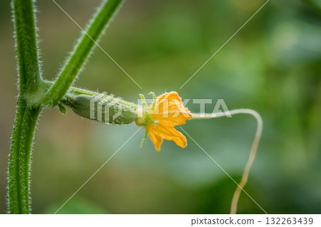 A tiny cucumber forming at the base of a yellow flower on a vine, captured in macro detail with a soft green natural background. 132263439