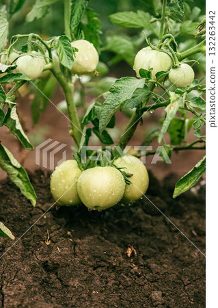 Unripe Tomatoes Growing on Plant. Close-up of green unripe tomatoes growing in clusters Unripe Tomatoes Growing on Plant. Close-up of green unripe tomatoes growing in clusters 132263442