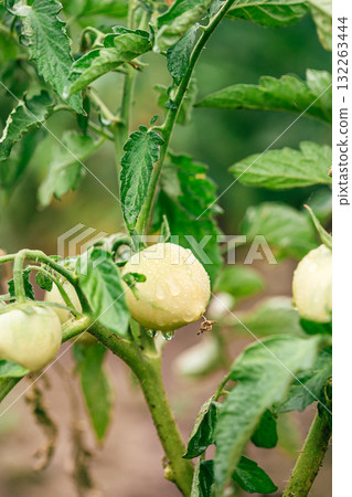 Close-up of green unripe tomatoes growing in clusters on a healthy tomato plant, surrounded by vibrant foliage in a home garden. Close-up of green unripe tomatoes growing in clusters on a healthy tomato plant, surrounded by vibrant foliage in a home garden. 132263444