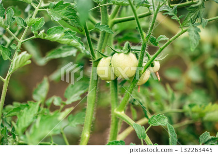 Close-up of green unripe tomatoes growing in clusters on a healthy tomato plant, surrounded by vibrant foliage in a home garden. 132263445