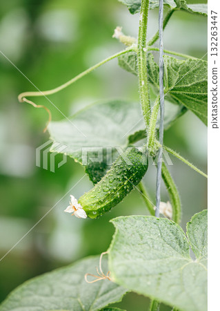 A young cucumber covered in dew grows on a healthy green vine, symbolizing freshness, organic farming, and natural vegetable growth. 132263447