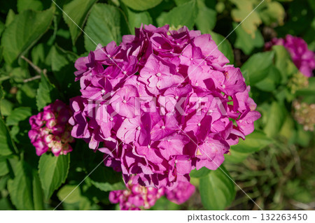 Beautiful cluster of blooming pink hydrangeas brightens green lawn of landscaped backyard, evoking summer tranquility and elegance. 132263450