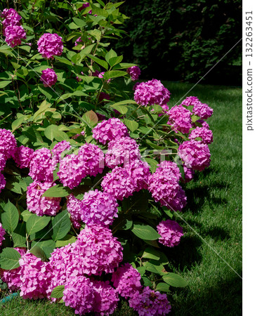 Beautiful cluster of blooming pink hydrangeas brightens green lawn of landscaped backyard, evoking summer tranquility and elegance. 132263451