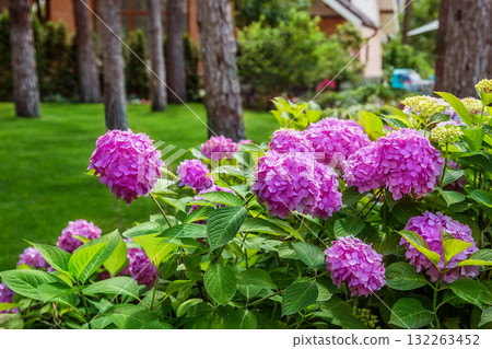 Beautiful blooming pink hydrangeas brightens green lawn landscaped backyard, evoking summer tranquility and elegance. 132263452